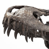 Jurassic 6L x 10W Brown Resin Tyrannosaurus Skull Replica by Mercana at Eve Furniture