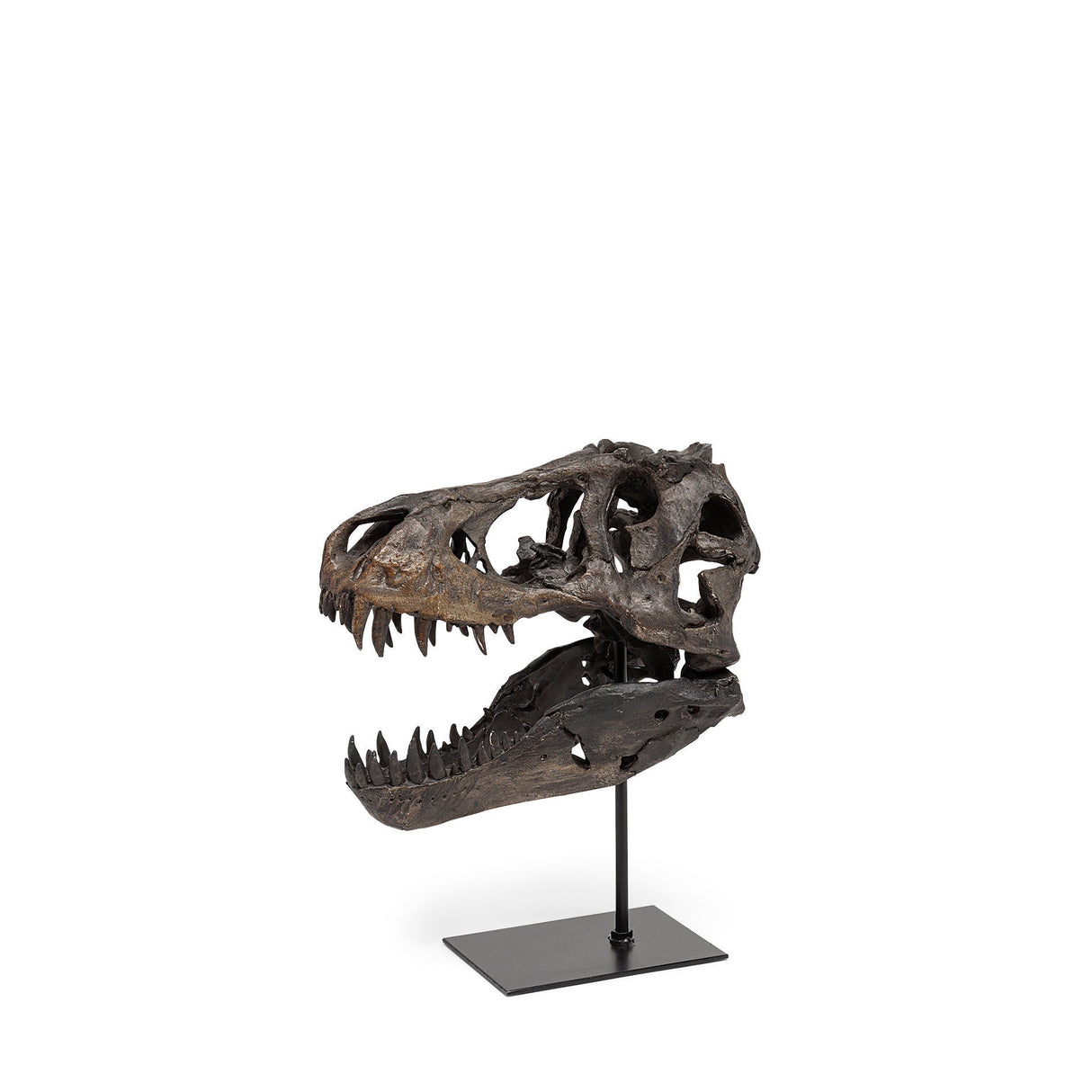 Jurassic Brown Resin Tyrannosaurus Skull Replica by Mercana at Eve Furniture