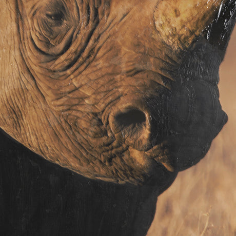Kenyan Rhino by Max Blakesberg Studios a Hand Embellished Framed Photo Art Print Matted under Glass by Mercana at Eve Furniture