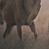 Kudu Bull by Sharon Vardy a Hand Embellished Framed Photo Art Print Matted under Glass by Mercana at Eve Furniture