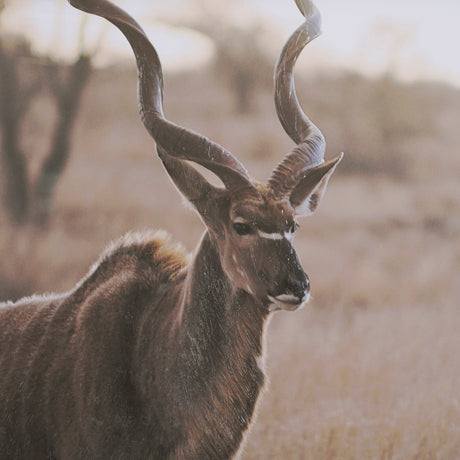Kudu Bull by Sharon Vardy a Hand Embellished Framed Photo Art Print Matted under Glass by Mercana at Eve Furniture
