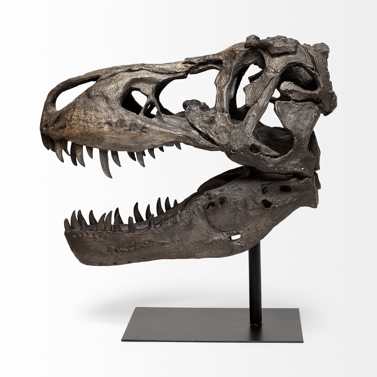 Lagrane 19L x 11W Brown Resin Tyrannosaurus T Rex Dinosaur Skull Replica by Mercana at Eve Furniture