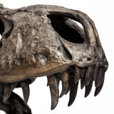 Lagrane 19L x 11W Brown Resin Tyrannosaurus T Rex Dinosaur Skull Replica by Mercana at Eve Furniture