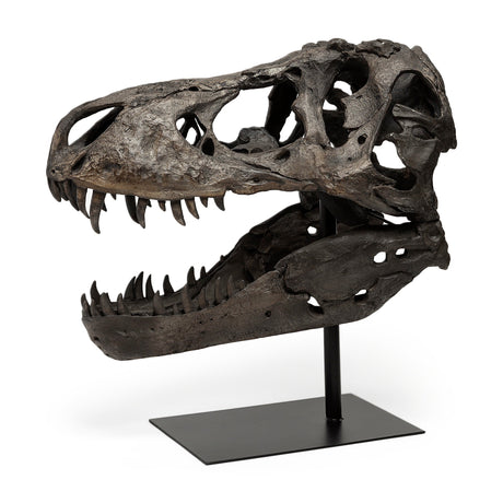 Lagrane Brown Resin Tyrannosaurus T Rex Dinosaur Skull Replica by Mercana at Eve Furniture