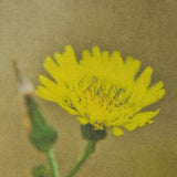 Leaf Charm by Michael Banks a Hand Embellished Framed Photo Art Print Matted under Glass by Mercana at Eve Furniture
