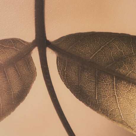 Leaf Imaging by Michael Banks a Hand Embellished Framed Photo Art Print Matted under Glass by Mercana at Eve Furniture