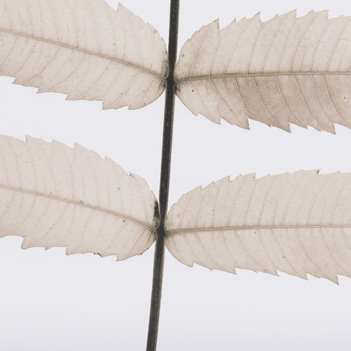 Limber Leaves by Assaf Frank a Framed Art Print Matted under Glass by Mercana at Eve Furniture