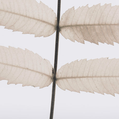 Limber Leaves by Assaf Frank a Framed Art Print Matted under Glass by Mercana at Eve Furniture