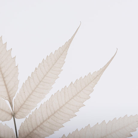 Limber Leaves by Assaf Frank a Framed Art Print Matted under Glass by Mercana at Eve Furniture