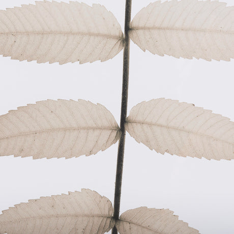 Lithe Leaves by Assaf Frank a Framed Art Print Matted under Glass by Mercana at Eve Furniture