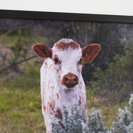 Longhorn 7 by Gary Blatter a Hand Embellished Framed Photo Art Print Matted under Glass by Mercana at Eve Furniture