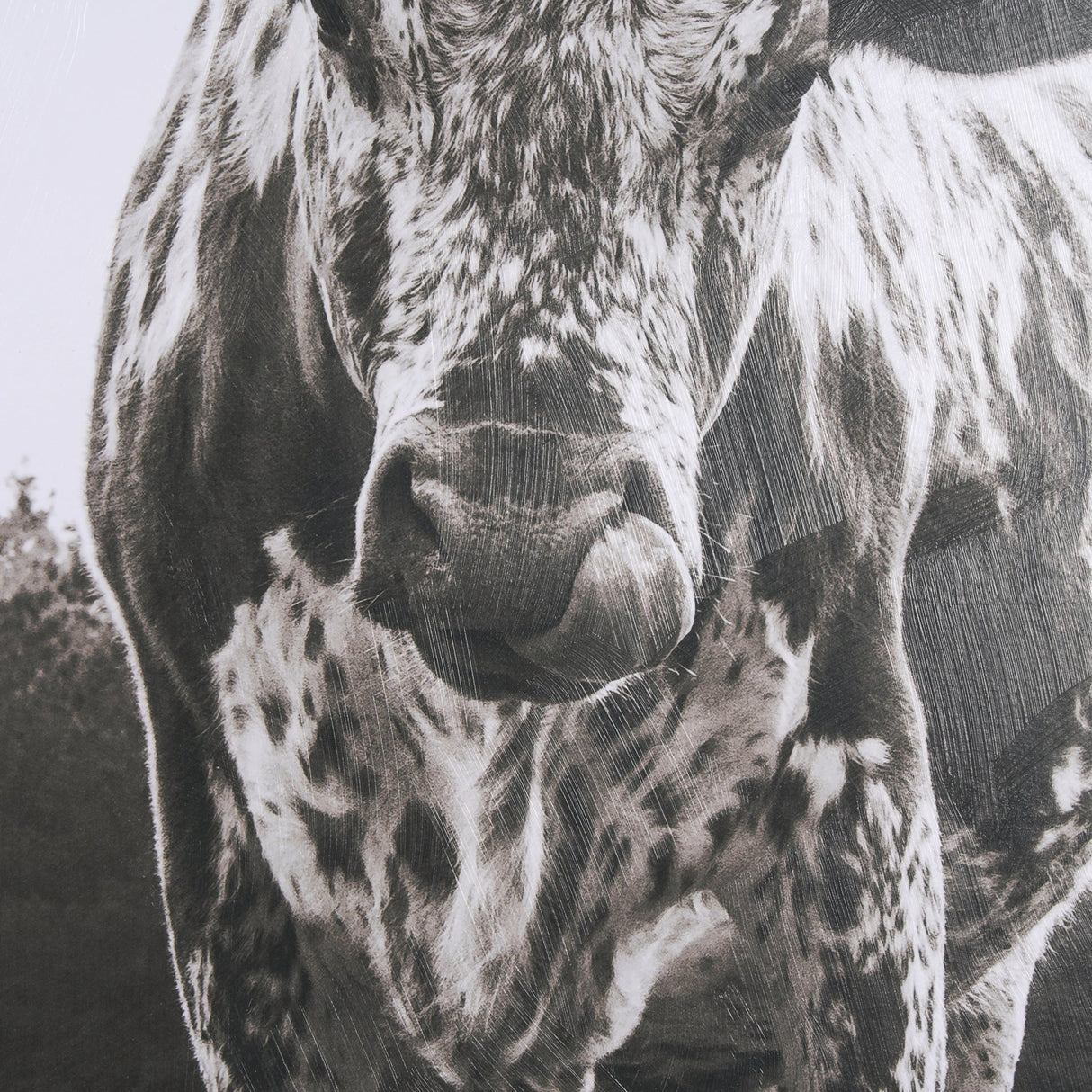 Longhorn Last Call BW by Nathan Larson Hand Embelished Textured Framed Photo Art Print Matted under by Mercana at Eve Furniture