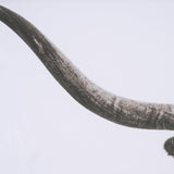 Longhorn Last Call BW by Nathan Larson Hand Embelished Textured Framed Photo Art Print Matted under by Mercana at Eve Furniture