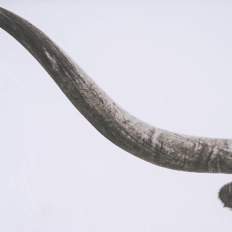 Longhorn Last Call BW by Nathan Larson Hand Embelished Textured Framed Photo Art Print Matted under by Mercana at Eve Furniture