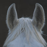 Look by Milan Malovrh FramedPhoto Print Matted under Glass by Mercana at Eve Furniture