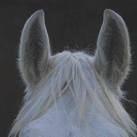 Look by Milan Malovrh FramedPhoto Print Matted under Glass by Mercana at Eve Furniture