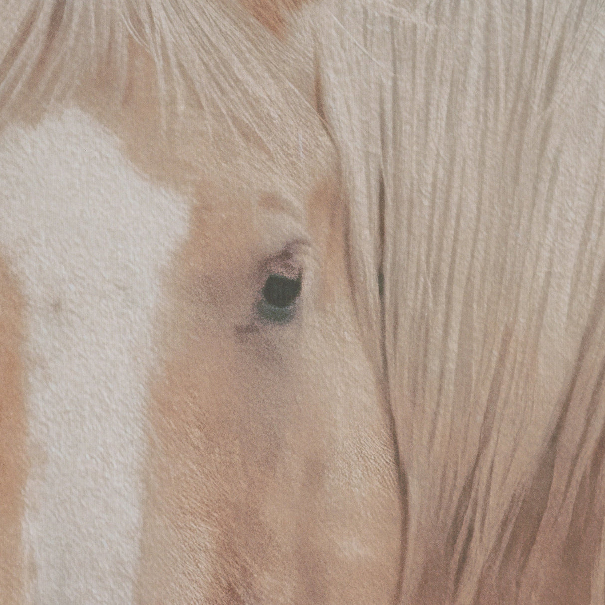 Looking Back by Nathan Larson FramedPhoto Print Matted Under Glass by Mercana at Eve Furniture