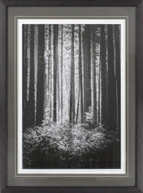 Lowland Winter Forest No 13, Tiger Mountain by Bisig, Steve a Framed Photo Art Print Matted under Gl by Mercana at Eve Furniture