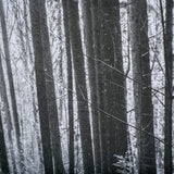 Lowland Winter Forest No 13, Tiger Mountain by Bisig, Steve a Framed Photo Art Print Matted under Gl by Mercana at Eve Furniture