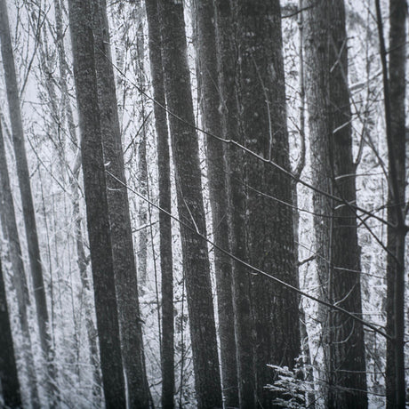 Lowland Winter Forest No 13, Tiger Mountain by Bisig, Steve a Framed Photo Art Print Matted under Gl by Mercana at Eve Furniture