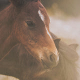 Magic by Chad Mackay FramedPhoto Print Matted under Glass by Mercana at Eve Furniture
