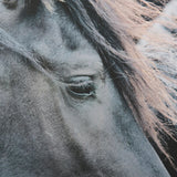 Majestic Admiration by Mercana Studio a Framed Photo Art Print Matted under Glass by Mercana at Eve Furniture
