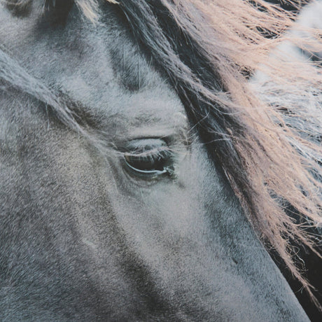 Majestic Admiration by Mercana Studio a Framed Photo Art Print Matted under Glass by Mercana at Eve Furniture