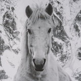 Majestic Mane - Snowscape by Matt Roseveare Framed Art Print Matted under Glass by Mercana at Eve Furniture