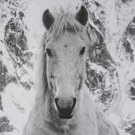 Majestic Mane - Snowscape by Matt Roseveare Framed Art Print Matted under Glass by Mercana at Eve Furniture
