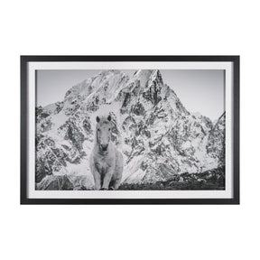 Majestic Mane - Snowscape by Matt Roseveare Framed Art Print Matted under Glass by Mercana at Eve Furniture