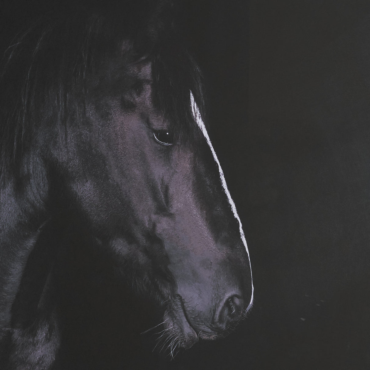 Majestic Midnight by Rehpoehler Framed Photo Print Matted under Glass by Mercana at Eve Furniture