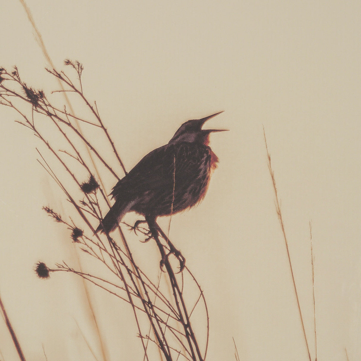Meadowlark Call Antique by Nathan Larson FramedPhoto Matted under Glass by Mercana at Eve Furniture