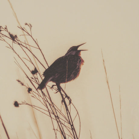 Meadowlark Call Antique by Nathan Larson FramedPhoto Matted under Glass by Mercana at Eve Furniture