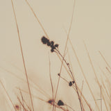 Meadowlark Call Antique by Nathan Larson FramedPhoto Matted under Glass by Mercana at Eve Furniture