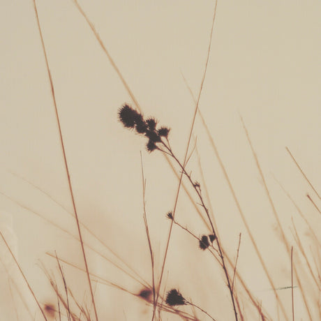 Meadowlark Call Antique by Nathan Larson FramedPhoto Matted under Glass by Mercana at Eve Furniture