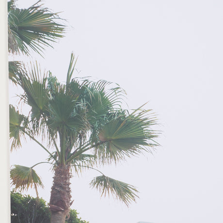 Modern Oasis View by Shot By Clint Framed Photo Print Matted Under Glass by Mercana at Eve Furniture