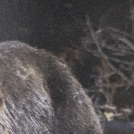 Mom and Cub by Chad Mackay a Hand Embellished Textured Framed Photo Art Print Matted under Glass by Mercana at Eve Furniture
