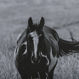 Montana Moves by Mercana Studio a Framed Photo Art Print Matted under Glass by Mercana at Eve Furniture