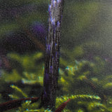 Mushroom by Chad Mackay a Hand Embellished Textured Framed Photo Art Print by Mercana at Eve Furniture