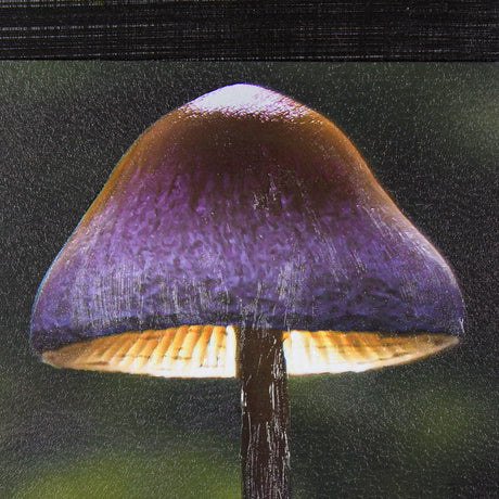 Mushroom by Chad Mackay a Hand Embellished Textured Framed Photo Art Print by Mercana at Eve Furniture