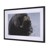 Muskox by Gary Blatter a Hand Embellished Textured Framed Photo Art Print Matted under Glass by Mercana at Eve Furniture