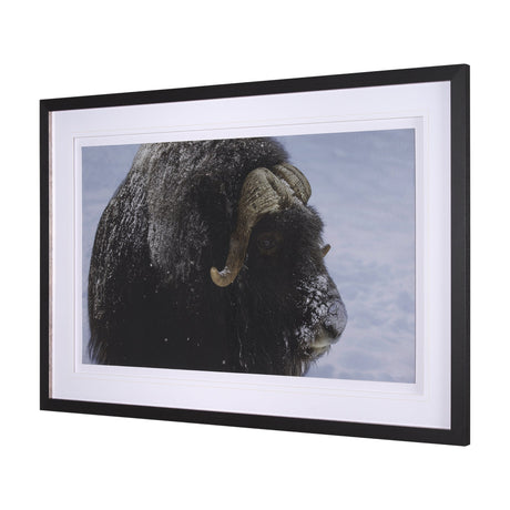 Muskox by Gary Blatter a Hand Embellished Textured Framed Photo Art Print Matted under Glass by Mercana at Eve Furniture