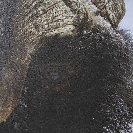 Muskox by Gary Blatter a Hand Embellished Textured Framed Photo Art Print Matted under Glass by Mercana at Eve Furniture