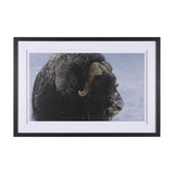 Muskox by Gary Blatter a Hand Embellished Textured Framed Photo Art Print Matted under Glass by Mercana at Eve Furniture