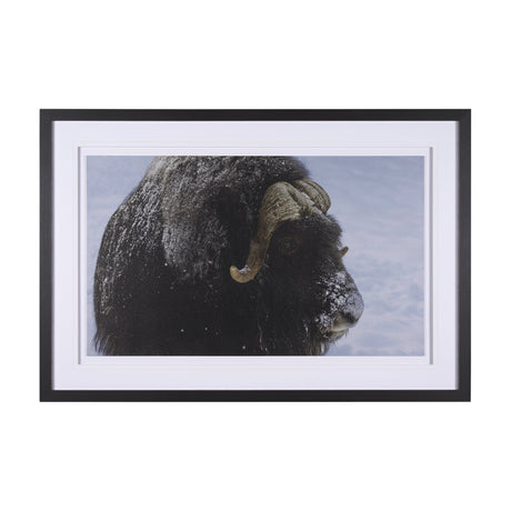 Muskox by Gary Blatter a Hand Embellished Textured Framed Photo Art Print Matted under Glass by Mercana at Eve Furniture