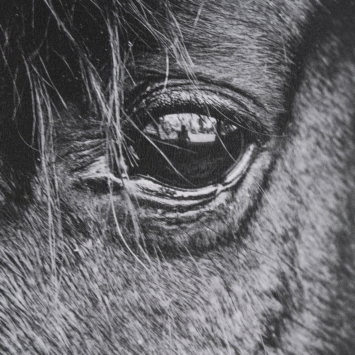 Mustang by Nathan Larson a Hand Embellished Framed Photo Art Print Matted under Glass by Mercana at Eve Furniture