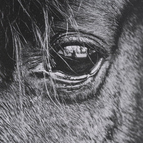 Mustang by Nathan Larson a Hand Embellished Framed Photo Art Print Matted under Glass by Mercana at Eve Furniture