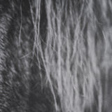 Mustang by Nathan Larson a Hand Embellished Framed Photo Art Print Matted under Glass by Mercana at Eve Furniture