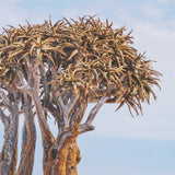 Namibia Tree in Desert by Richard Silver Textured Framed Photo Print Matted under Glass by Mercana at Eve Furniture