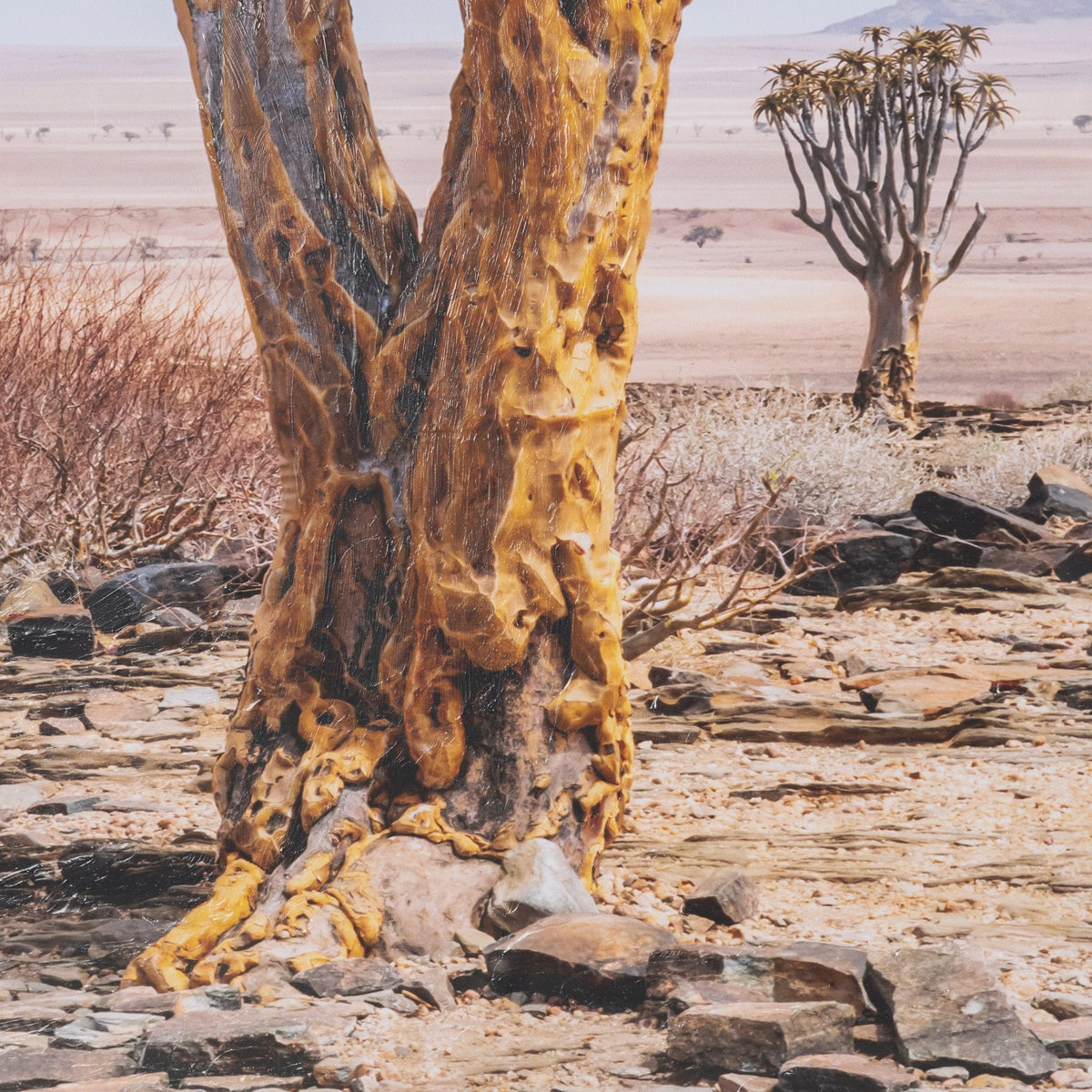 Namibia Tree in Desert by Richard Silver Textured Framed Photo Print Matted under Glass by Mercana at Eve Furniture
